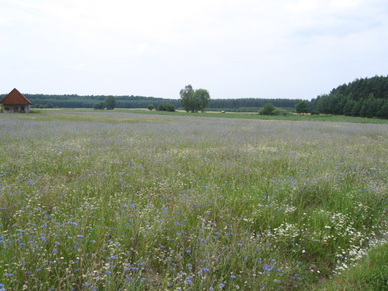 Sommerwiese bei Dechsendorf