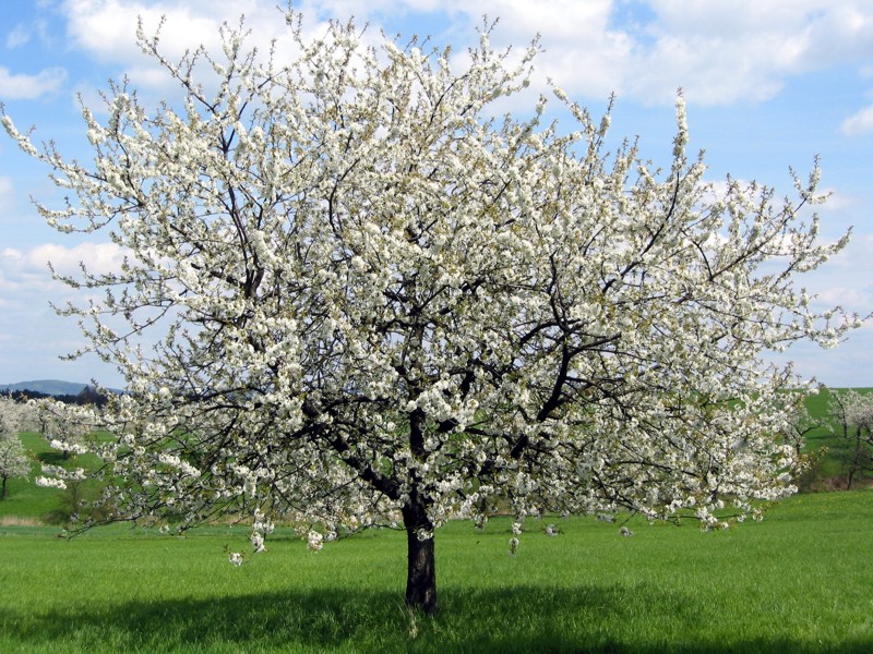 Kirschblüte in Franken
